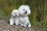 BICHON FRISE 313